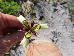 Moraea lurida