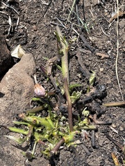 Ipomoea robertsiana