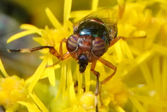 Physiphora clausa