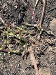 Ipomoea robertsiana