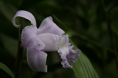 Sobralia warszewiczii