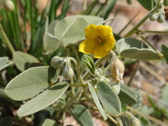 Senna bauhinioides