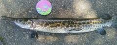 Lepisosteus oculatus