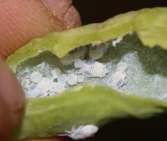 Pseudococcus