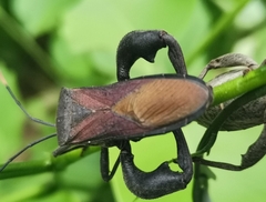 Anoplocnemis phasianus