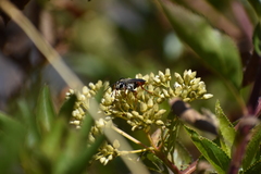 Sphex peruanus