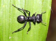 Cephalotes atratus