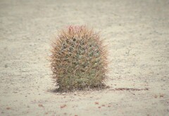 Coryphantha poselgeriana