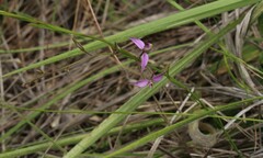 Polygalaceae