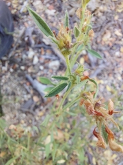 Stylosanthes viscosa