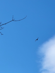 Haliaeetus leucocephalus
