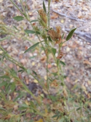 Stylosanthes viscosa