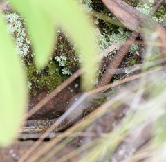 Pseudocordylus subviridis