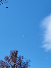 Haliaeetus leucocephalus