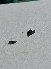 Potamopyrgus antipodarum