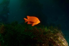 Hypsypops rubicundus