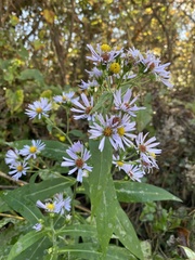 Symphyotrichum puniceum