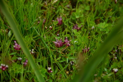 Trifolium depauperatum