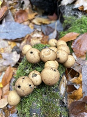 Apioperdon pyriforme