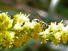 Ancistrocerus adiabatus