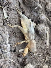 Neoscapteriscus vicinus