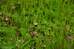Trifolium depauperatum