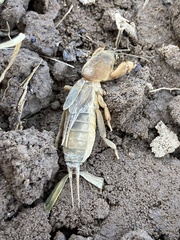 Neoscapteriscus vicinus