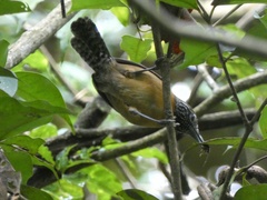 Pheugopedius rutilus