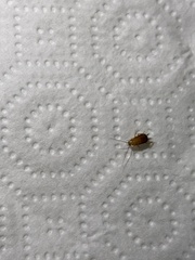 Periplaneta americana