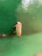 Iassus lanio