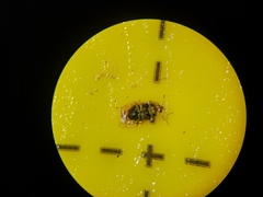 Deraeocoris lutescens