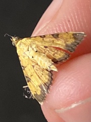 Ategumia ebulealis
