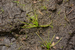 Isoetes