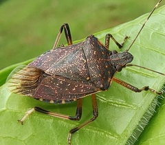 Halyomorpha picus