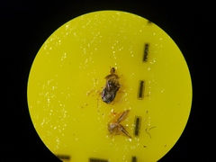 Deraeocoris lutescens