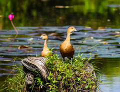 Dendrocygna javanica