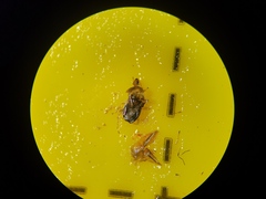 Deraeocoris lutescens