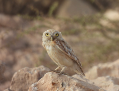 Athene noctua lilith