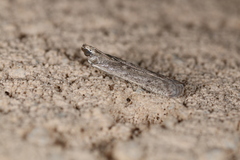 Homoeosoma electella
