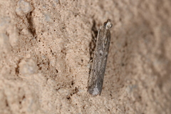 Homoeosoma electella