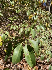 Kalmia latifolia
