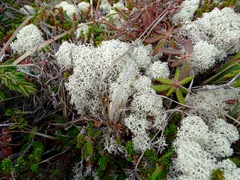 Cladonia stellaris