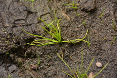 Isoetes