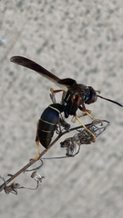 Polistes fuscatus