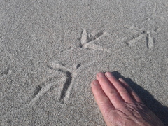 Anthus novaeseelandiae