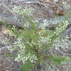 Eupatorium hyssopifolium