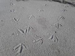 Anthus novaeseelandiae