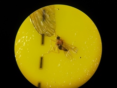 Elaphropeza ephippiata