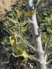 Jatropha cinerea