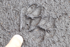 Caracal caracal caracal